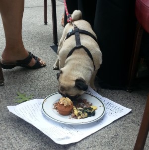 Bow Wow Brunch Seattle Humane Society Dog Event Fundraiser