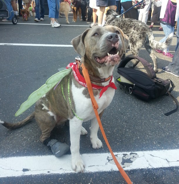 FidoFest Seattle Humane