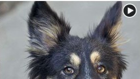 PAWS Takes in Iran Refugee Dogs