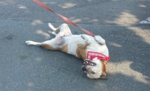 FidoFest Seattle Humane