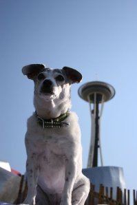 Seattle Dog Events
