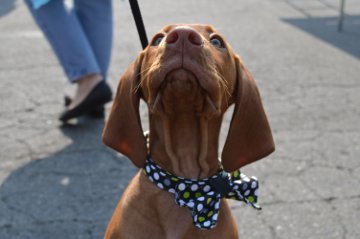 FidoFest Seattle Humane