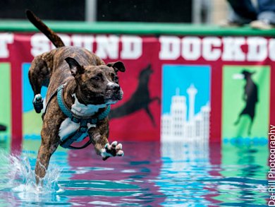 Seattle Dog Events BarkofSeattle